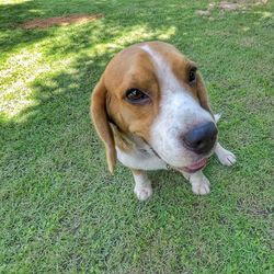 High angle portrait of dog on field