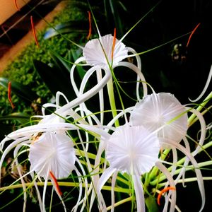 Close-up of white flowers blooming outdoors