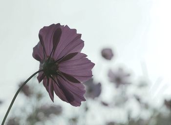 Close-up of flower blooming outdoors