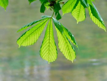 Close-up of fresh green leaves