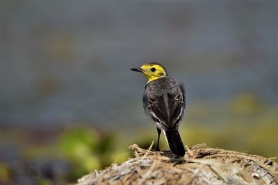 Yellow wagtail