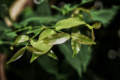 Close-up of plant leaves