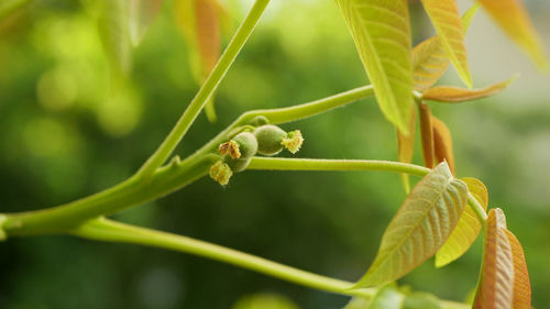 Close-up of insect on leaf