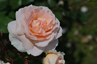 Close-up of pale pink rose