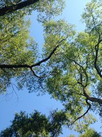 Low angle view of trees