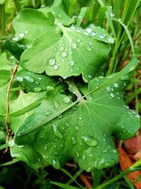 Close-up of wet plant leaves during rainy season