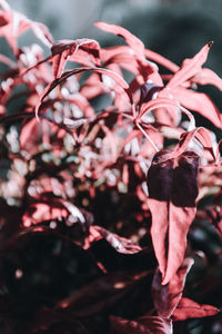 Close-up of plant