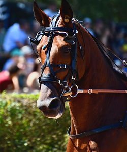 Close-up of horse standing outdoors