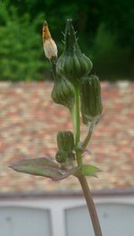 Close-up of flower bud