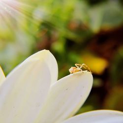 Close-up of insect on flower