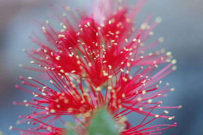 Close-up of red flower