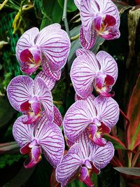 Close-up of purple flowers blooming outdoors