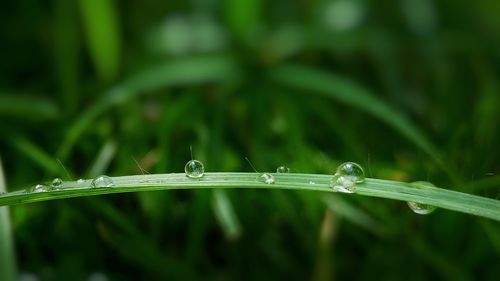 Close-up of dew drops on grass blade