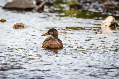 Duck swimming in lake