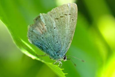 Close-up of butterfly on leaf