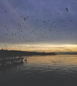 Flock of birds flying over sea