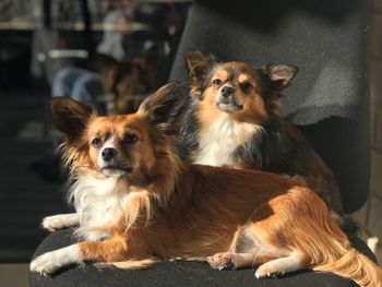 Portrait of dogs relaxing outdoors