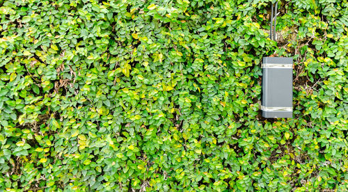 Ivy growing on wall