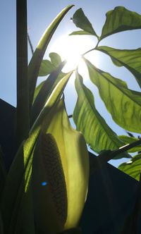 Low angle view of banana tree against sky