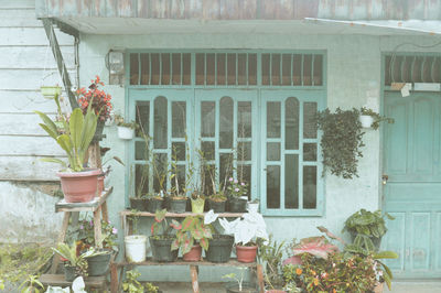 Potted plants outside house