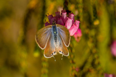 Close-up of butterfly pollinating on flower
