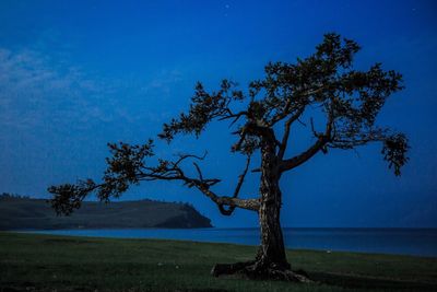 Tree on field by sea against blue sky