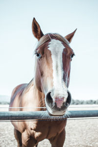 Portrait of horse against fence