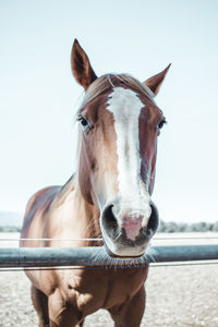 Portrait of horse