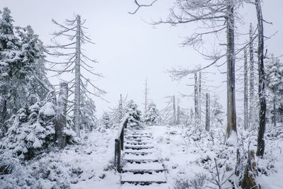 Snow covered trees against sky during winter