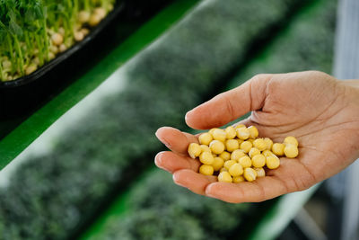 Microgreens on the vertical indoor farm planting seeds in microgreen trays germination of seeds