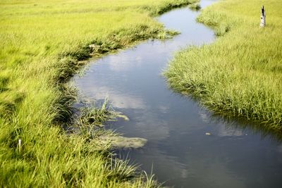 Scenic view of lake and grassy field