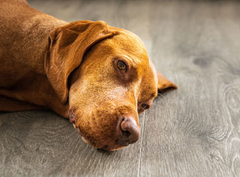 Close-up of a dog resting