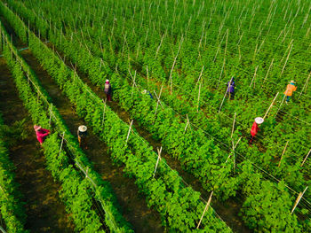 High angle view of rice paddy on field