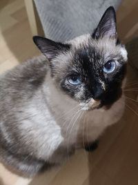 Close-up portrait of a cat