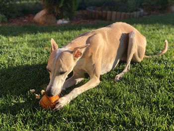 View of a dog on field