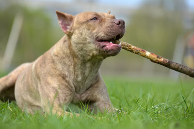 Close-up of a dog on field