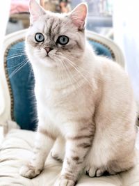 Close-up portrait of cat sitting on floor