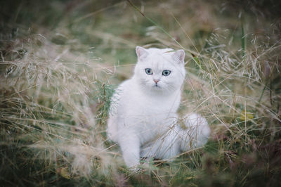 Portrait of a cat on field