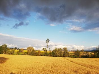 Scenic view of field against sky