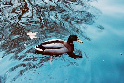 High angle view of duck swimming in lake