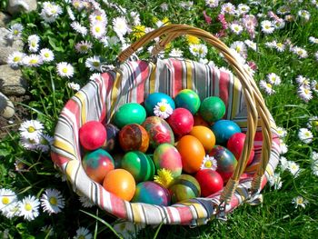 Easter eggs in basket on the grass