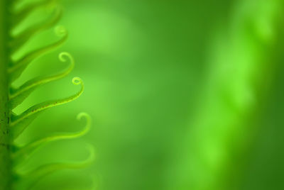 Exotic green tropical ferns with shallow depth of field