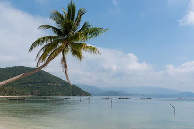 Lone palm tree over tranquil bay in thailand
