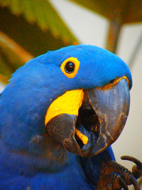 Close-up of parrot against blue sky