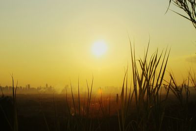 Close-up of plants at sunset