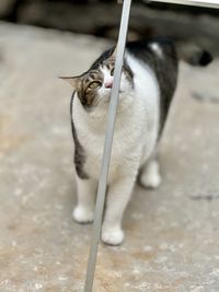 animal