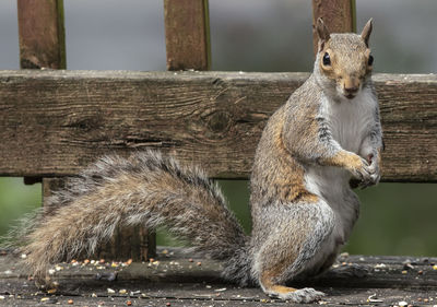 Close-up of squirrel sitting on wood