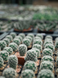 Close-up of succulent plants