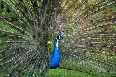 Peacock in the gardens of cristina enea