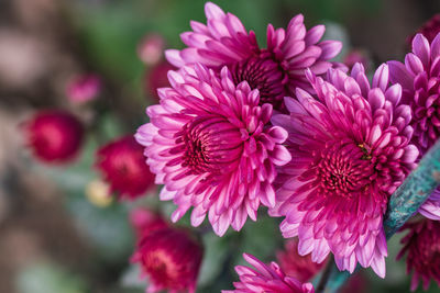Close-up of pink dahlia flowers